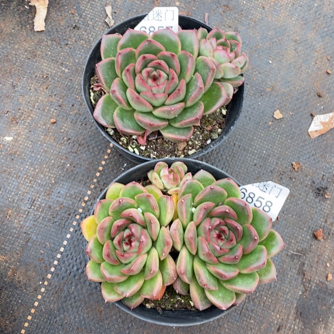 彩****都不包整散掉头6857~6858