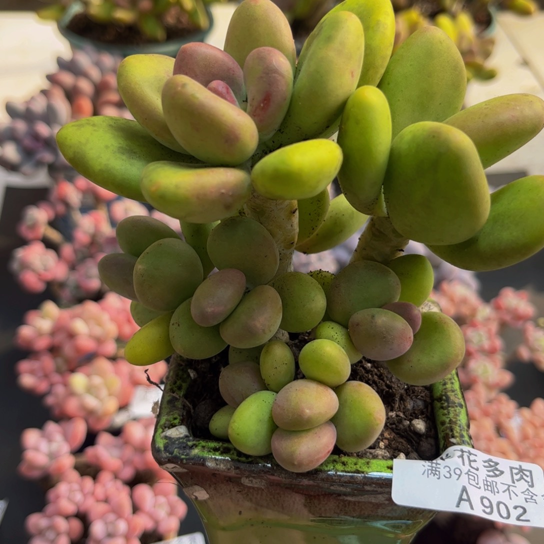 902芒果奶10cm多肉植物
