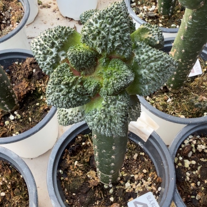 无花朵458细密尤哥斯拉东九