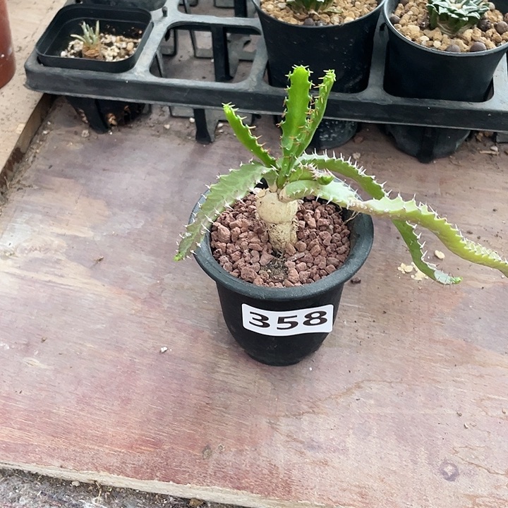 358实生飞龙大戟块根