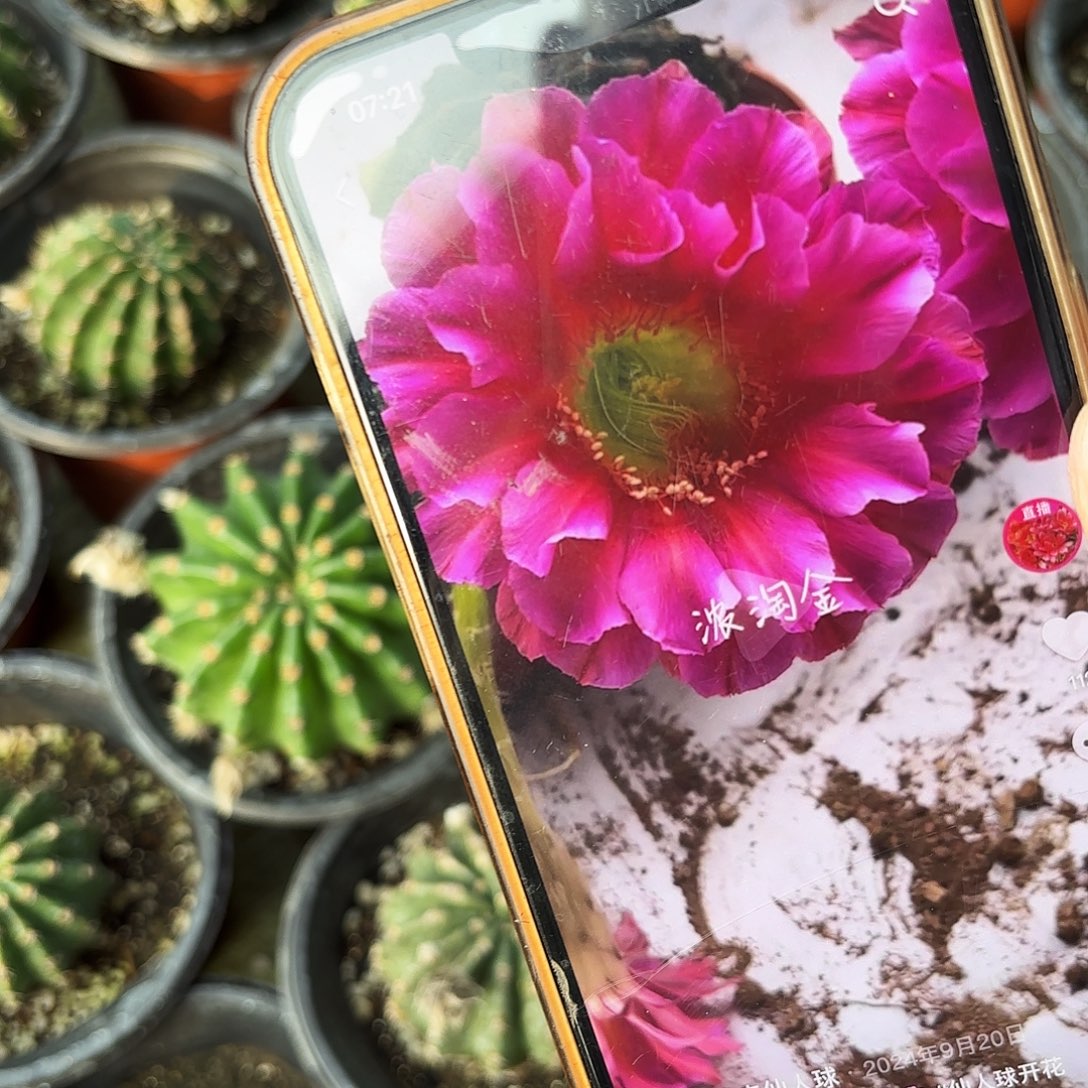 浓桃筋带根仙人球20包邮