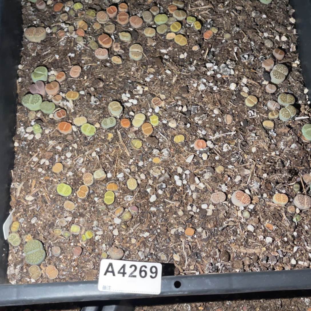 小***啊4269福利筐1不售后