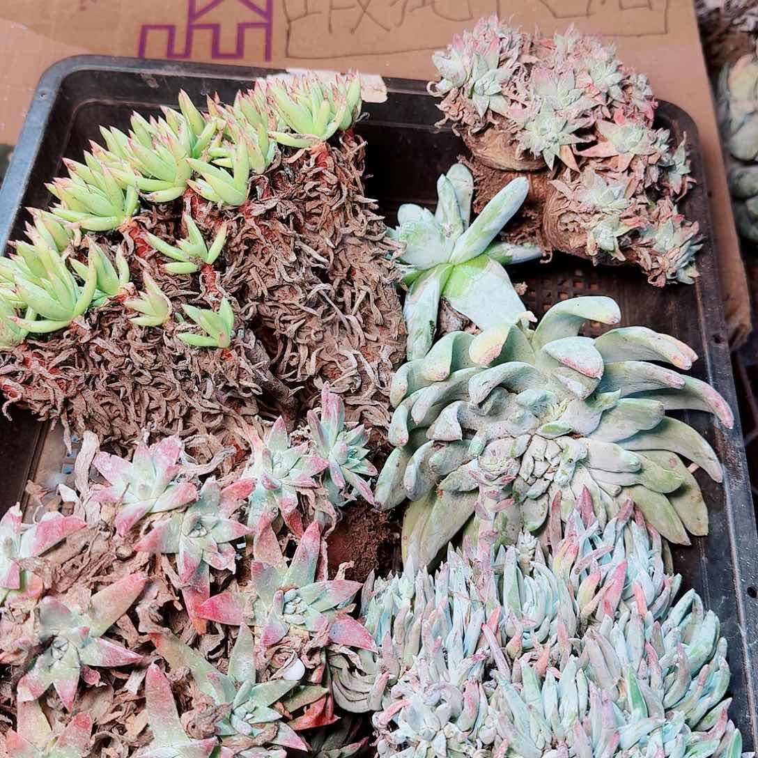 1331瑕疵框拍不售后