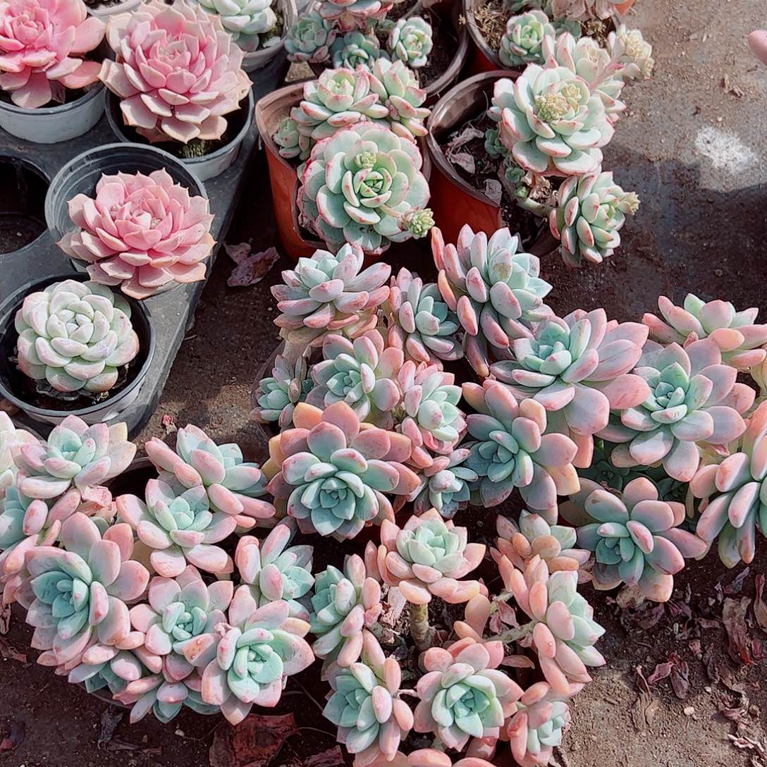 克洛伊多头造型精品二盆