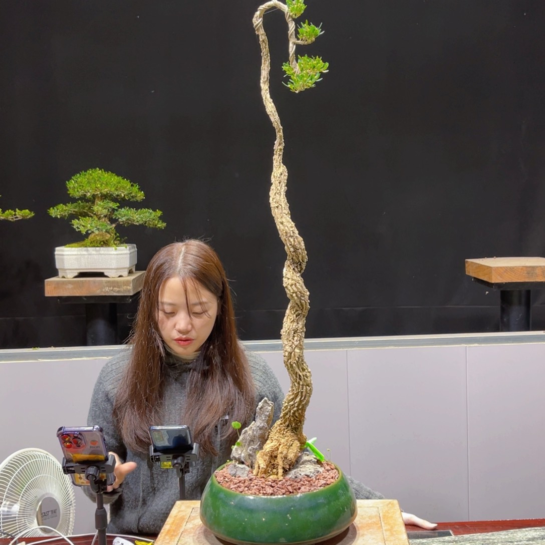 四季常青老桩黄杨盆景