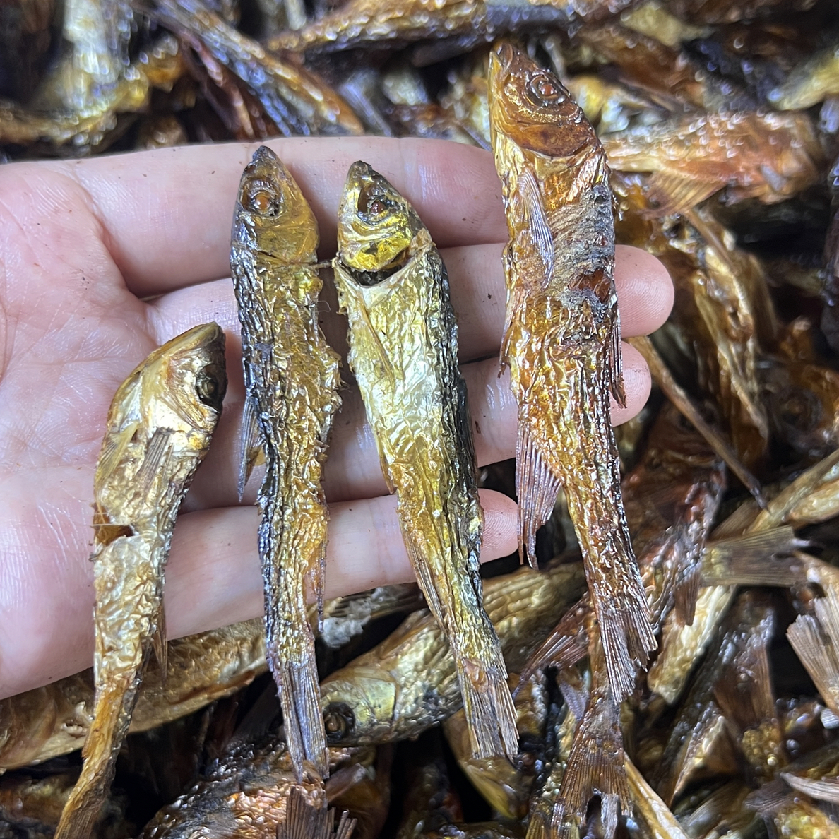 白肚拐，小马口鱼干，新鲜江鱼去内脏（江鱼）烟熏烘烤干