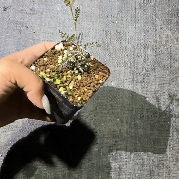多肉植物索科特拉乳香银叶
