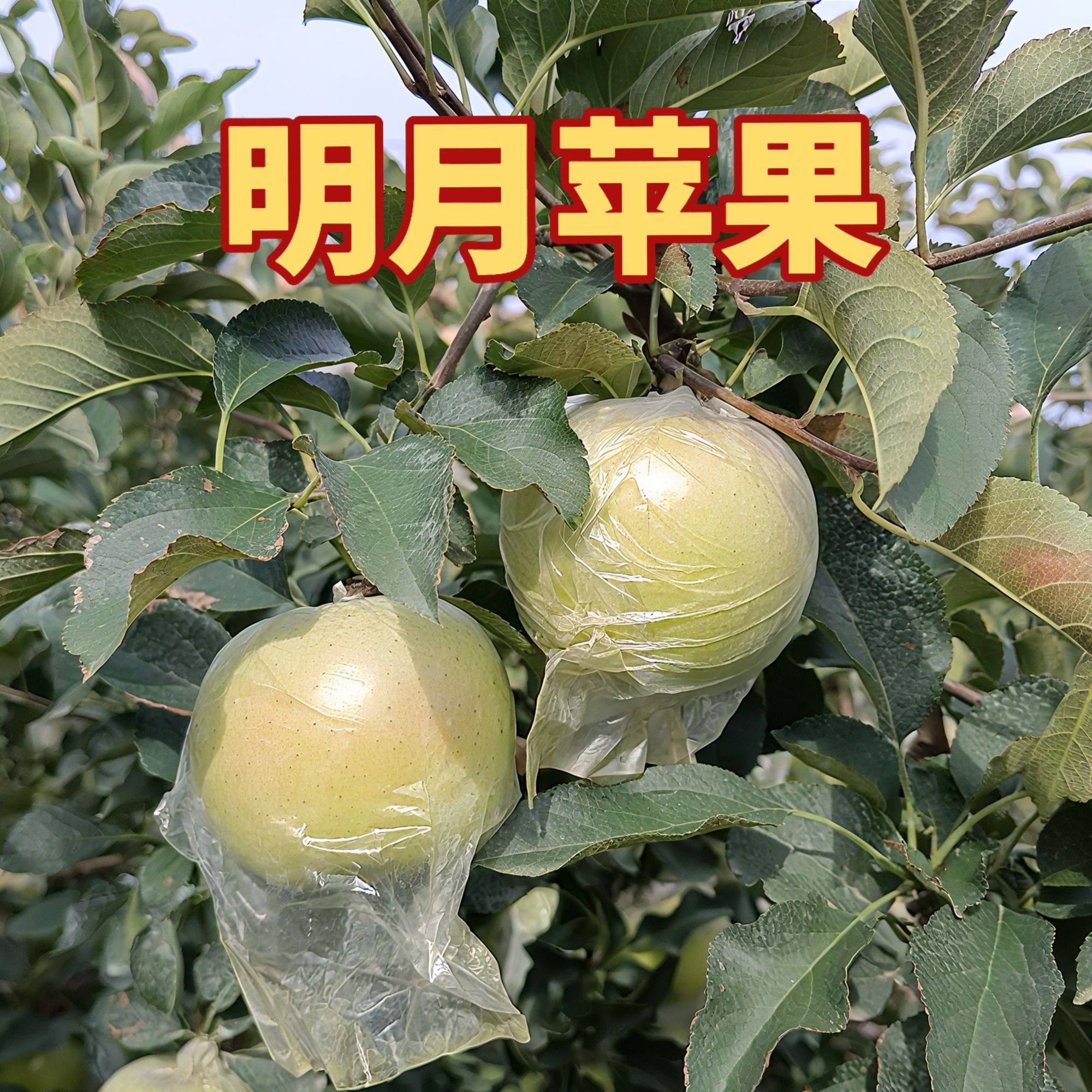 精品嫁接明月苹果树幼苗现挖现卖南北方地栽盆栽果园种植