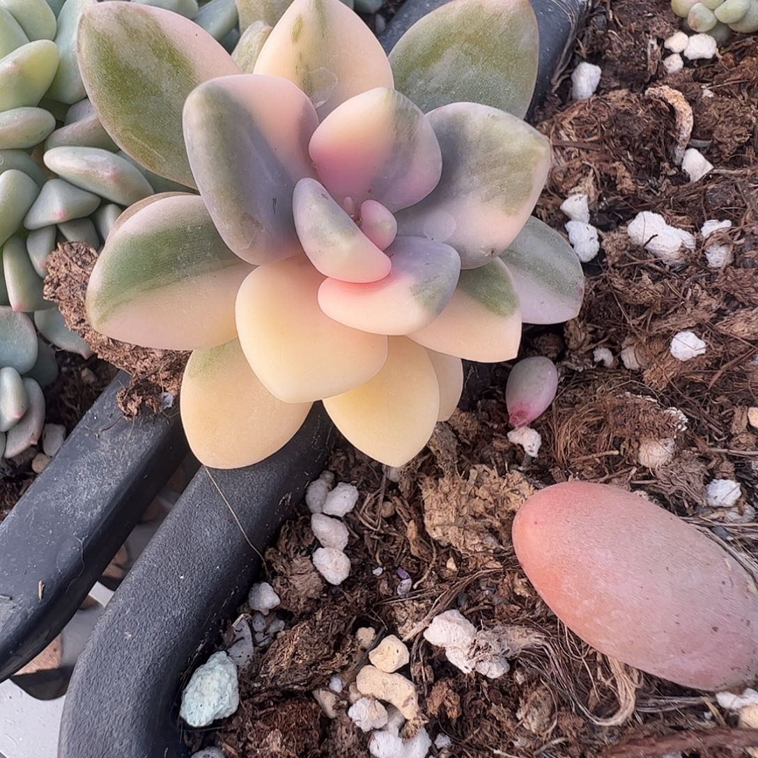 海***豹多肉植物多肉植物