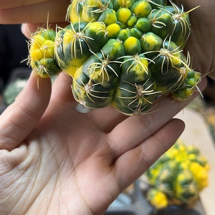 海王锦无根8公分平切小木心