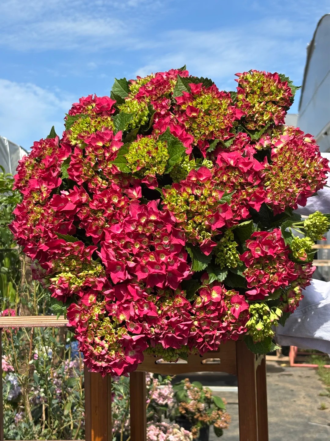 博贝尔红色大花绣球直立性好新老枝开花可调色适合地栽