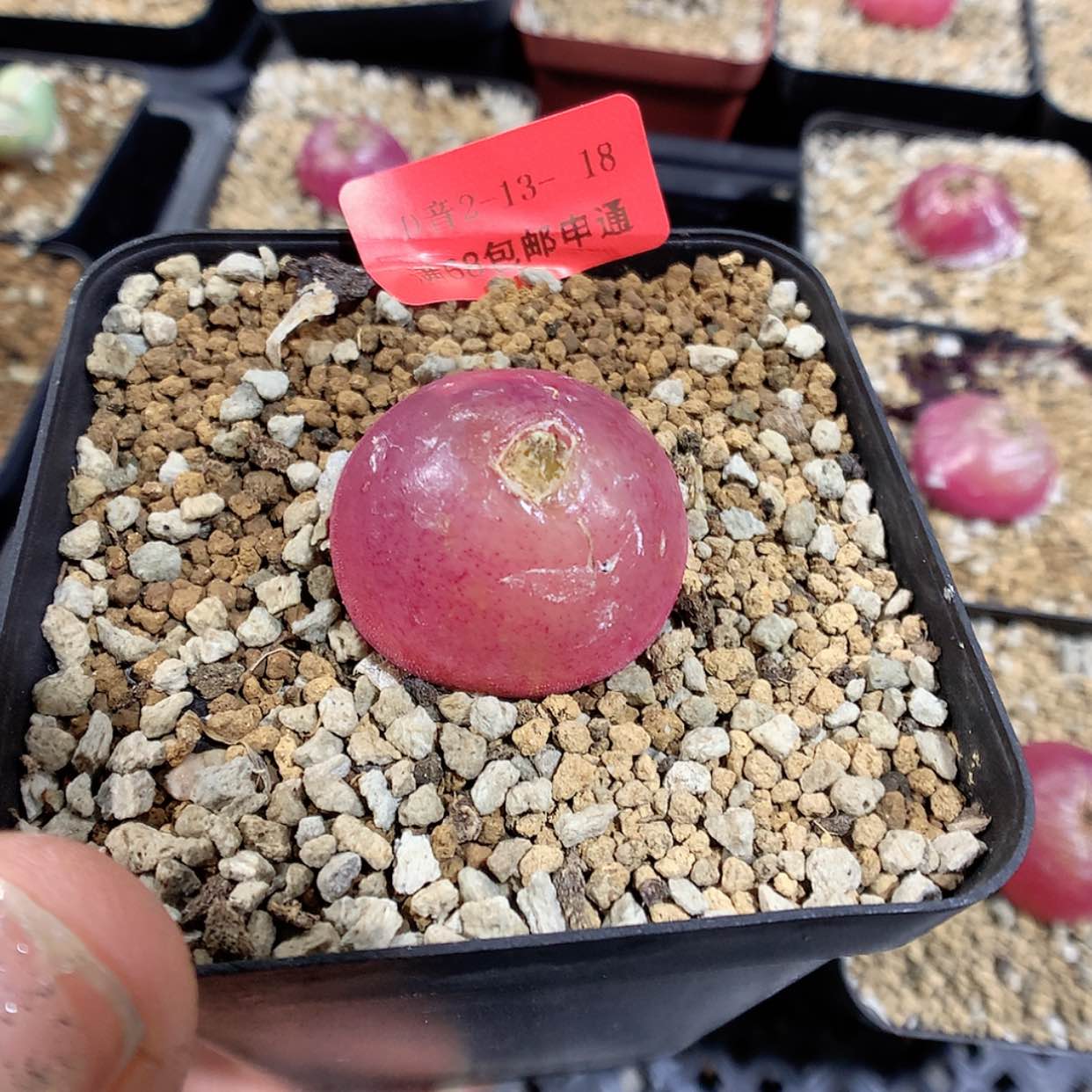 【闪购商品】2-13-18 灯泡1颗 20