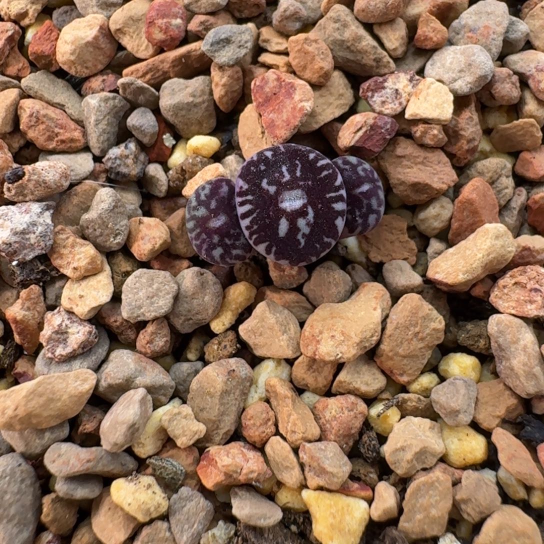 依***娅云缦精品番杏26.10