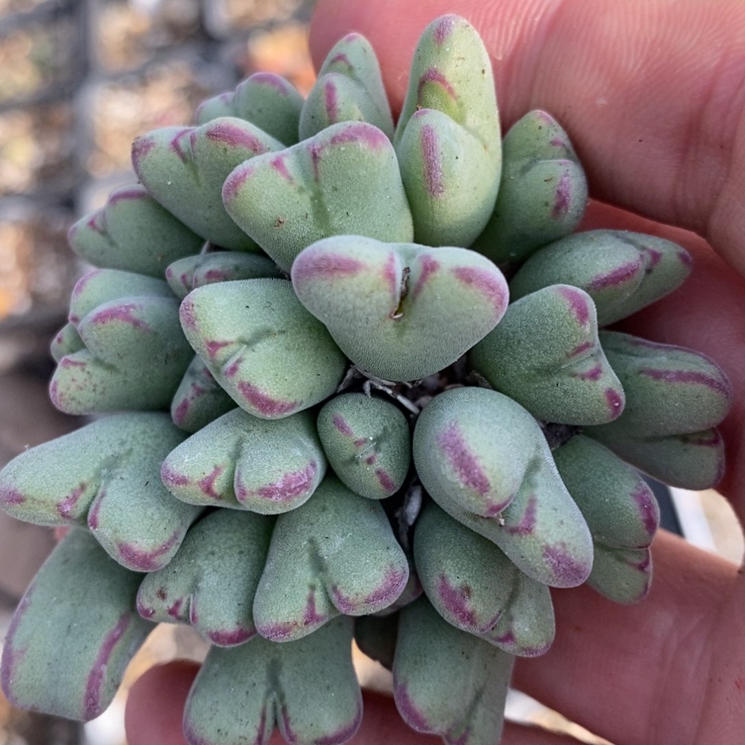 1528一群沙文利亚