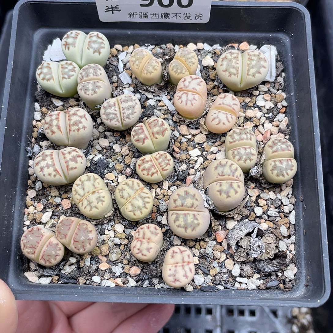 9000花花花花花花