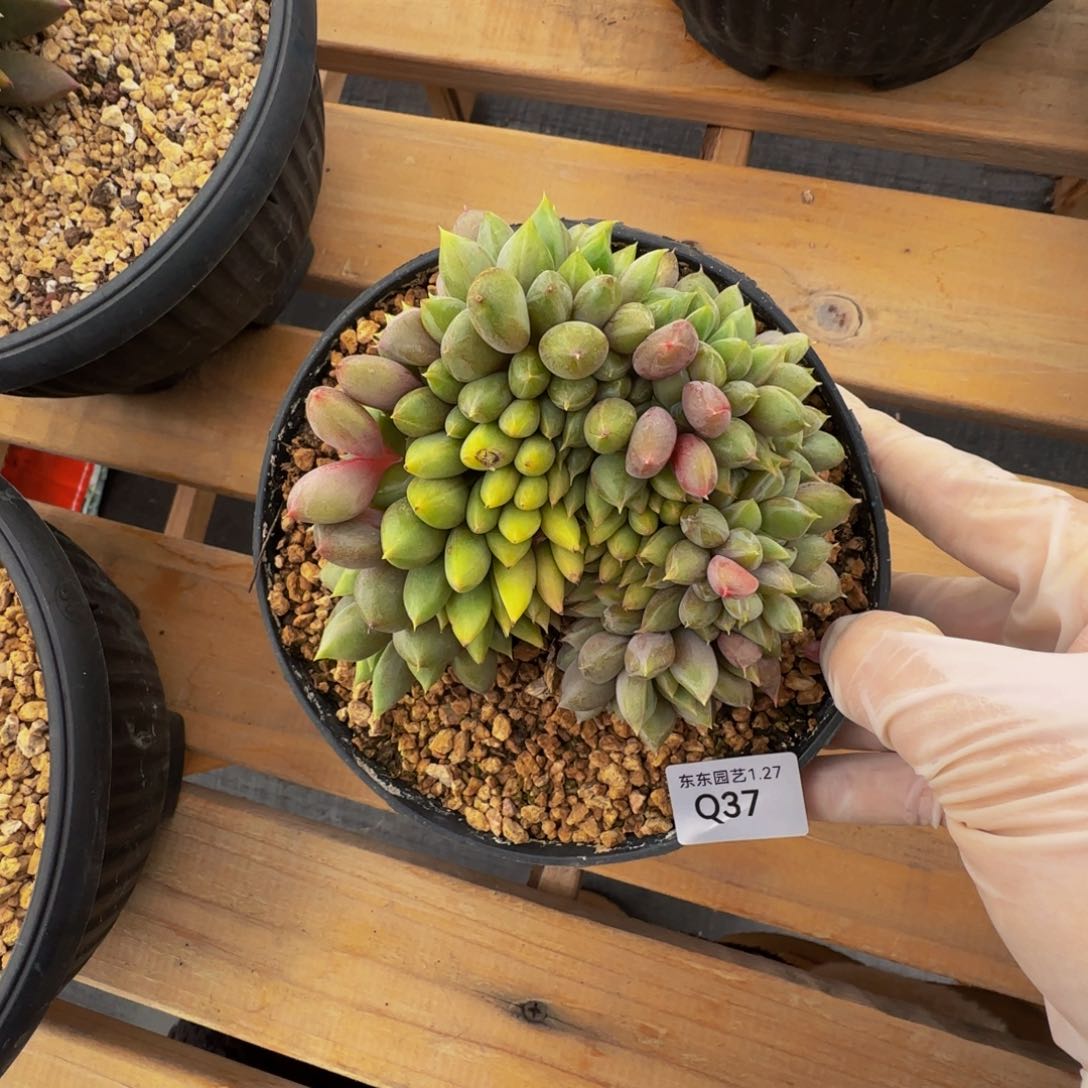 呆*球q q q q q q q q 37