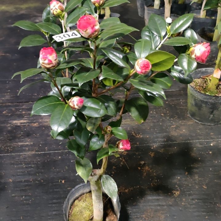 304维和之荣，原盆原土发货