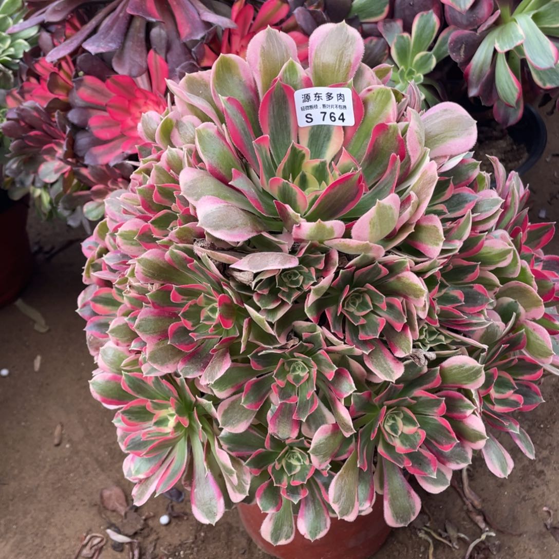 764初恋多肉法师断枝不包