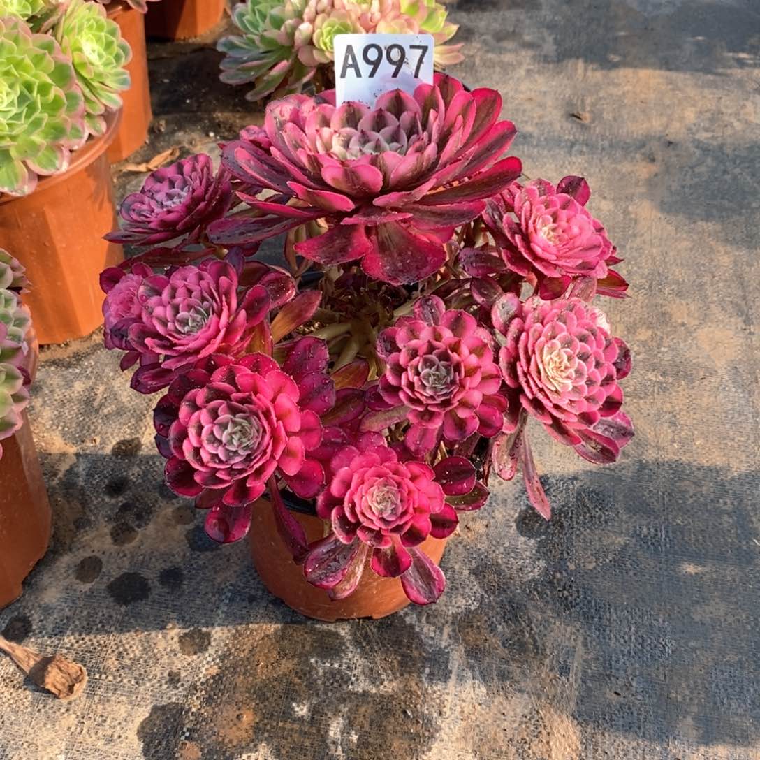 嫩桩白月光997多肉法师