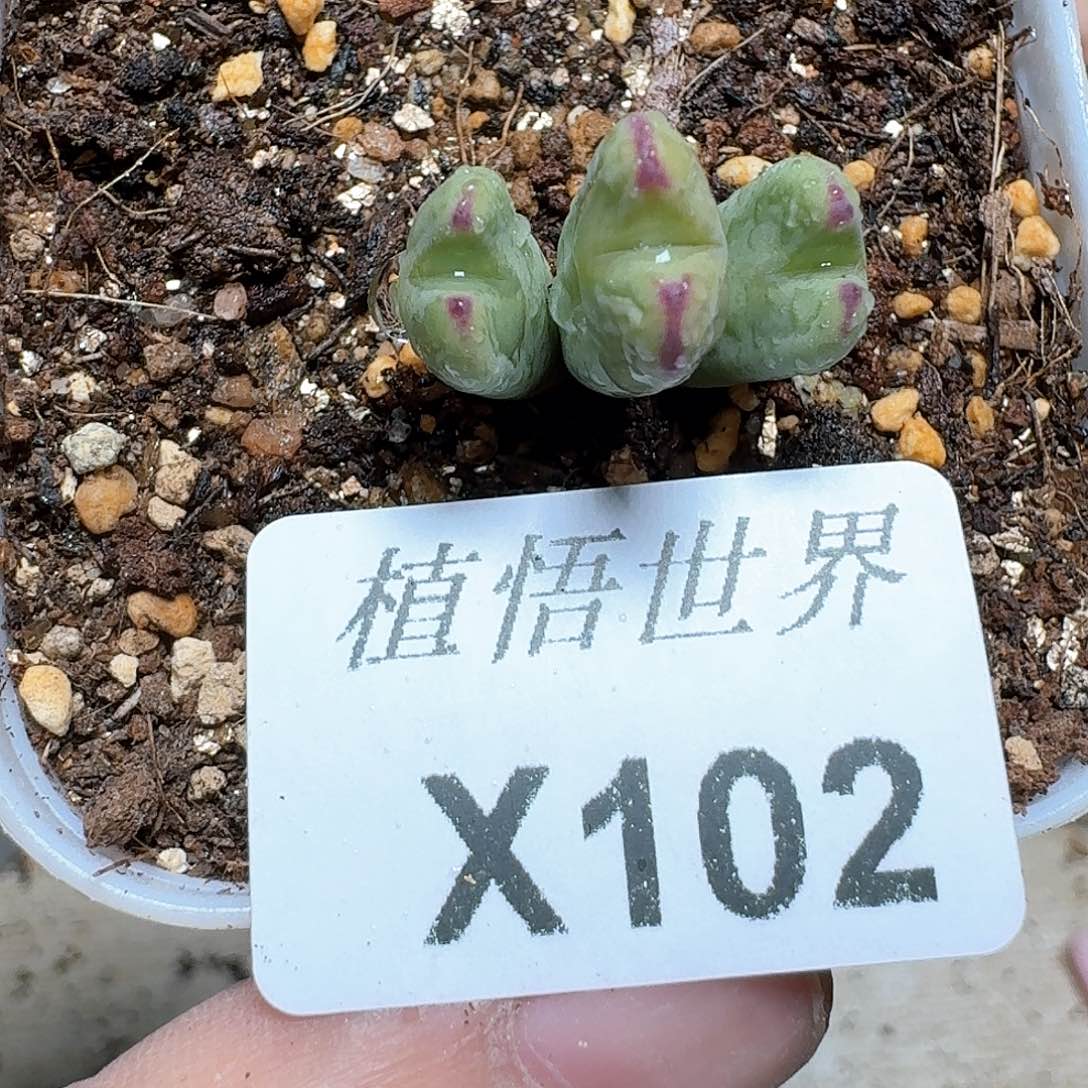 102盒多肉植物哇c g g