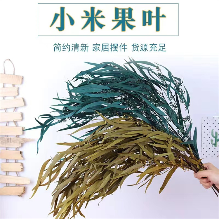 永生小米果叶云南永生花 家居装饰拍摄道具