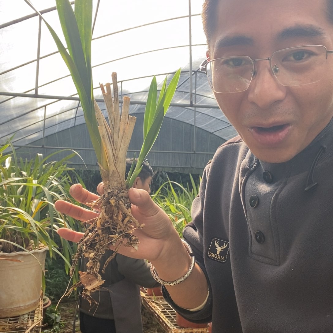 完全开放13青和素虎头兰