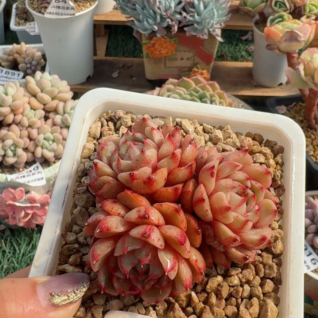 1774一物一拍（满28包邮）