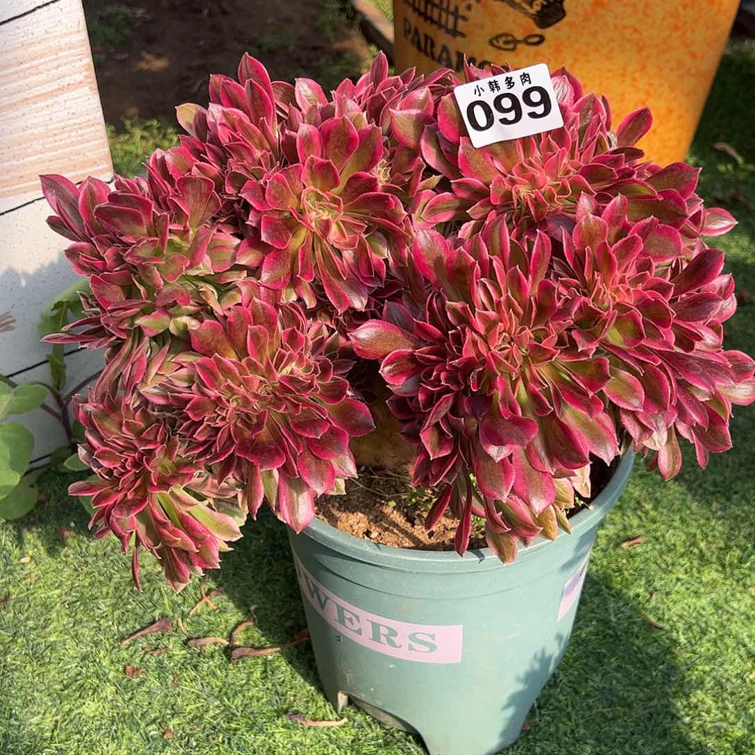 099女巫缀化法师一