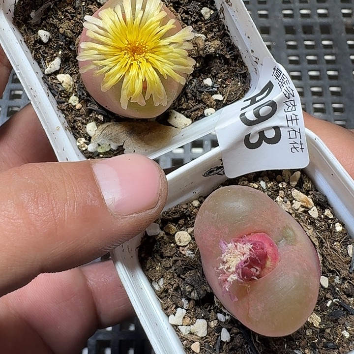 93 多肉植物多肉植物