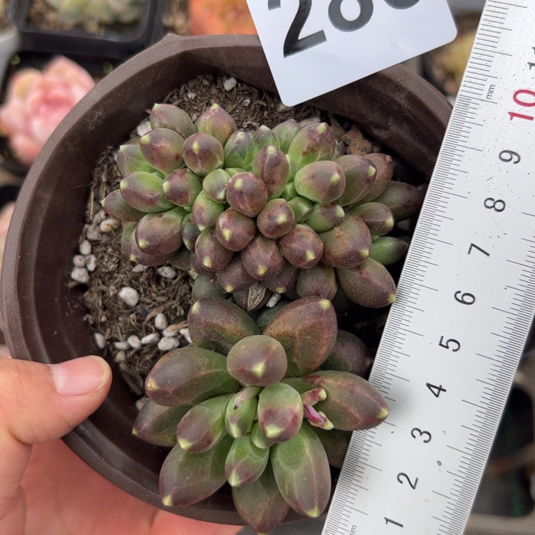 280 多肉植物组合盆栽