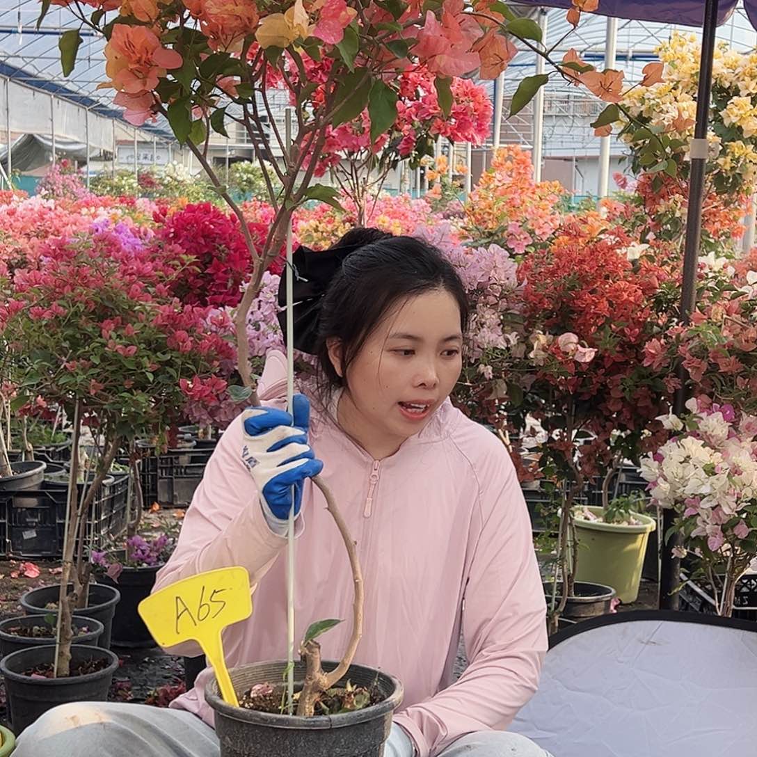 严***梓大部分花苞少量开放A65阿达娜