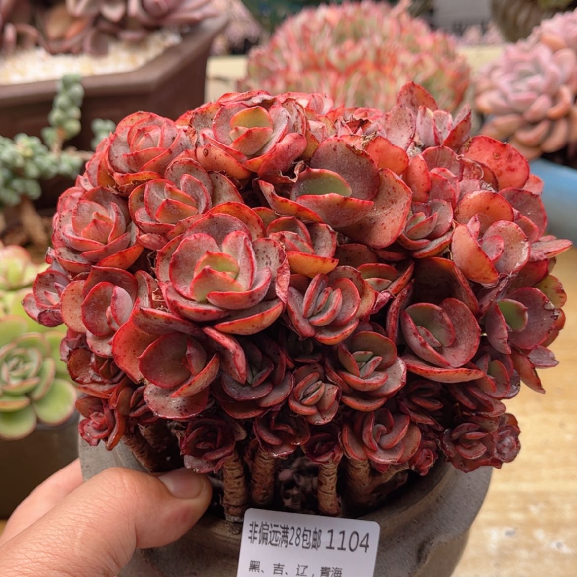 【闪购商品】1104秀妍