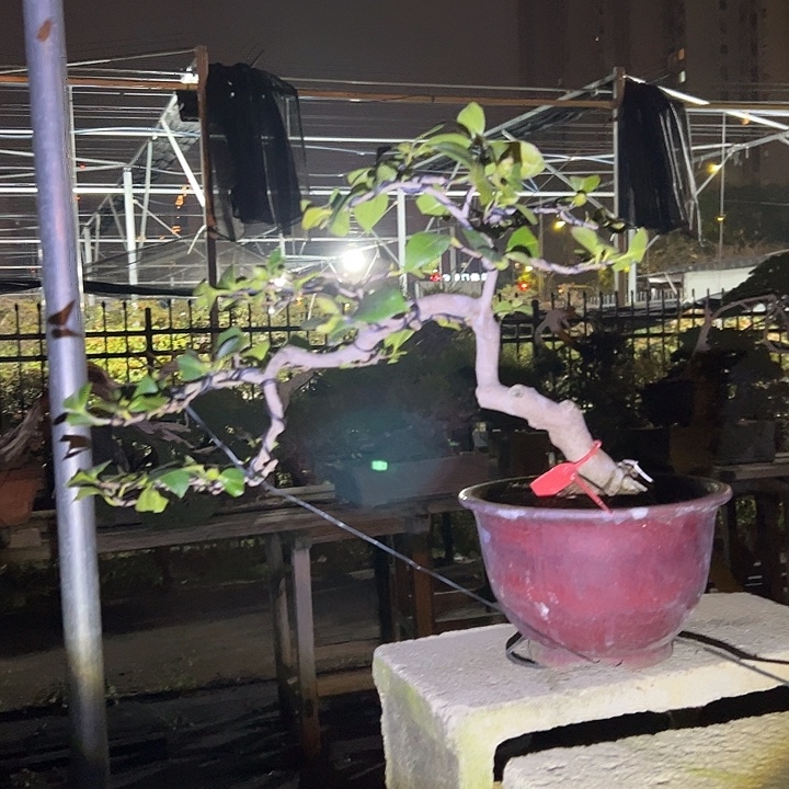 无花朵盆景不包邮7853
