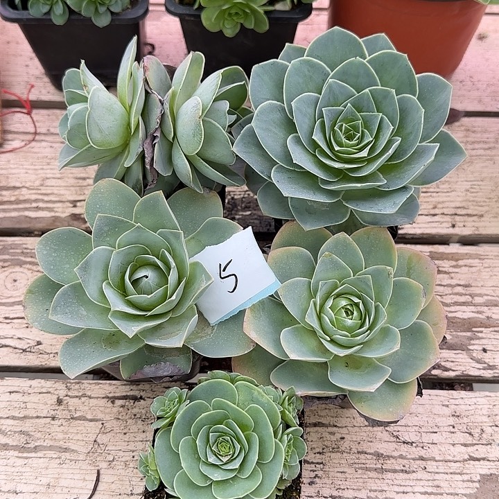 山地玫瑰一物一拍，带盆发5号