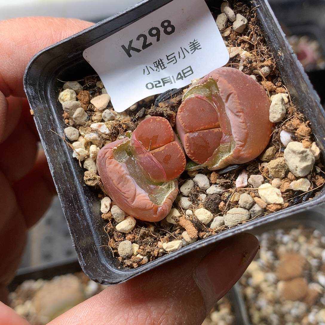 K298多肉植物保护