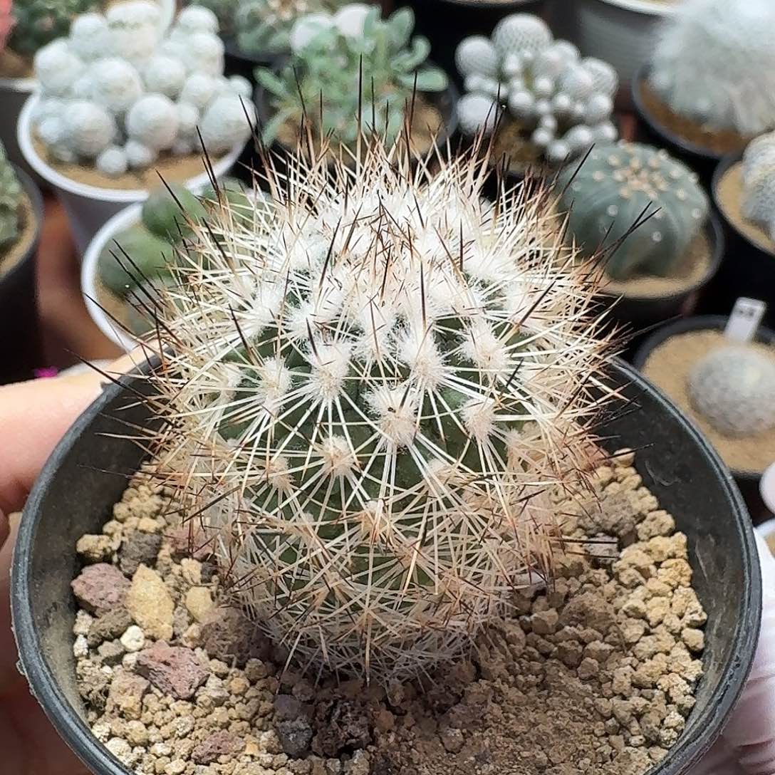 白狼玉仙人球12345