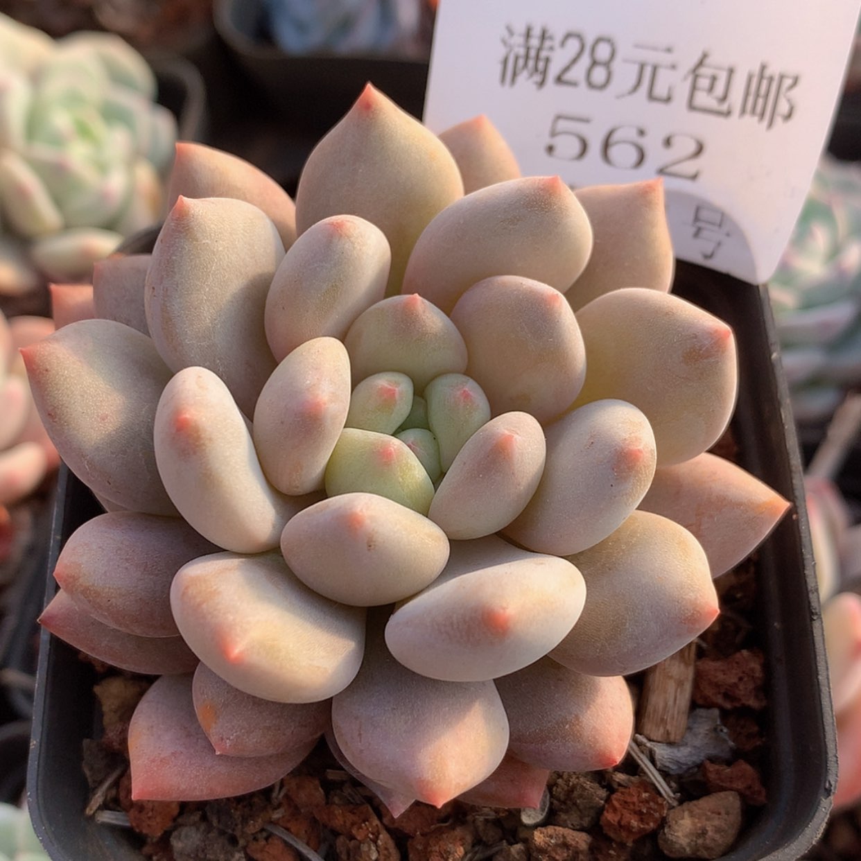 【闪购商品】云562号