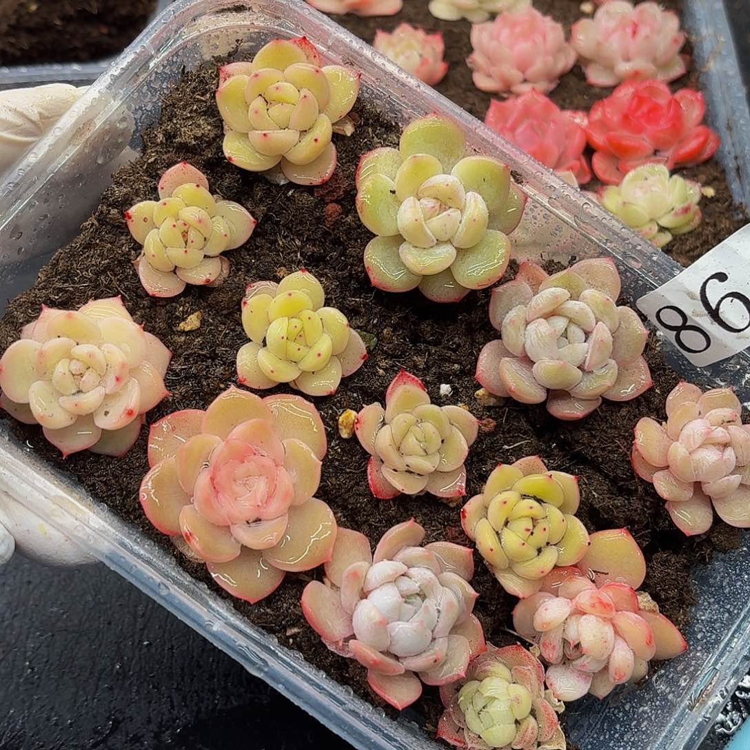 多肉植物多肉植物86