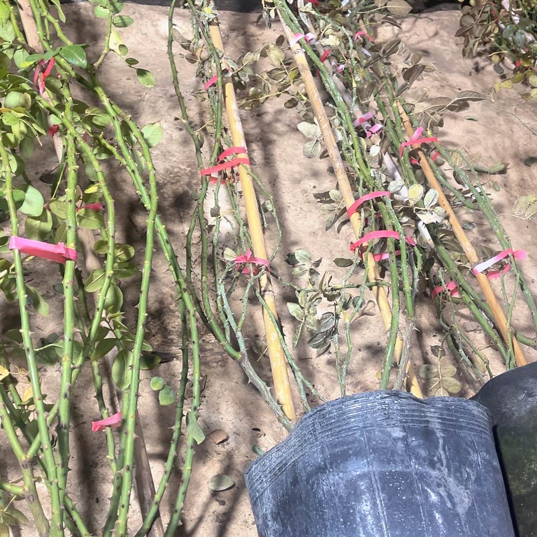 无花朵6棵蒂娜1.7米发货