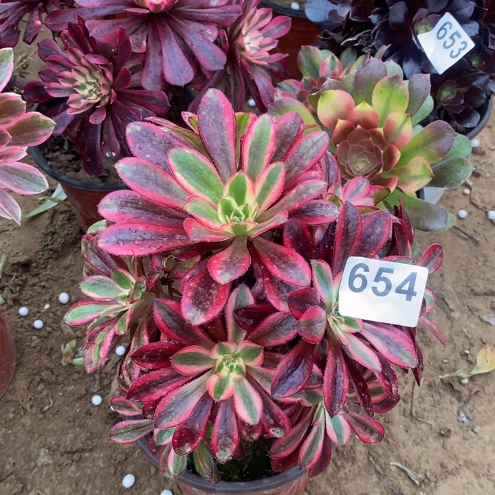 654香奈儿手捧多肉