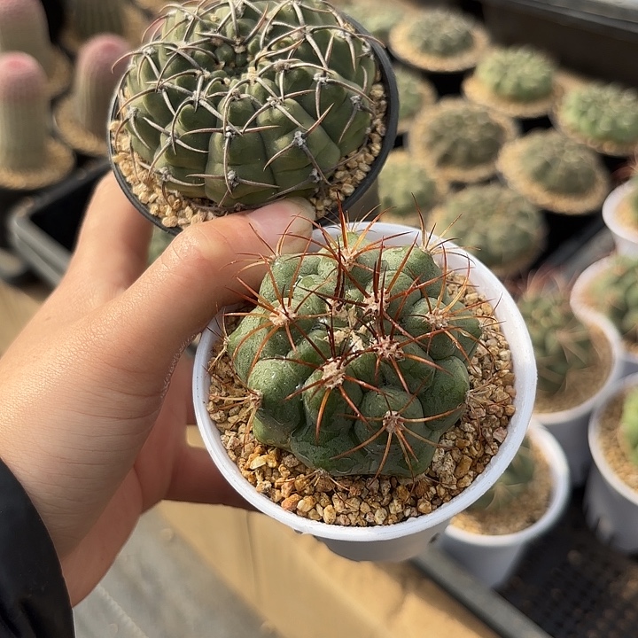 新天地➕三本刺万象盆新年组合