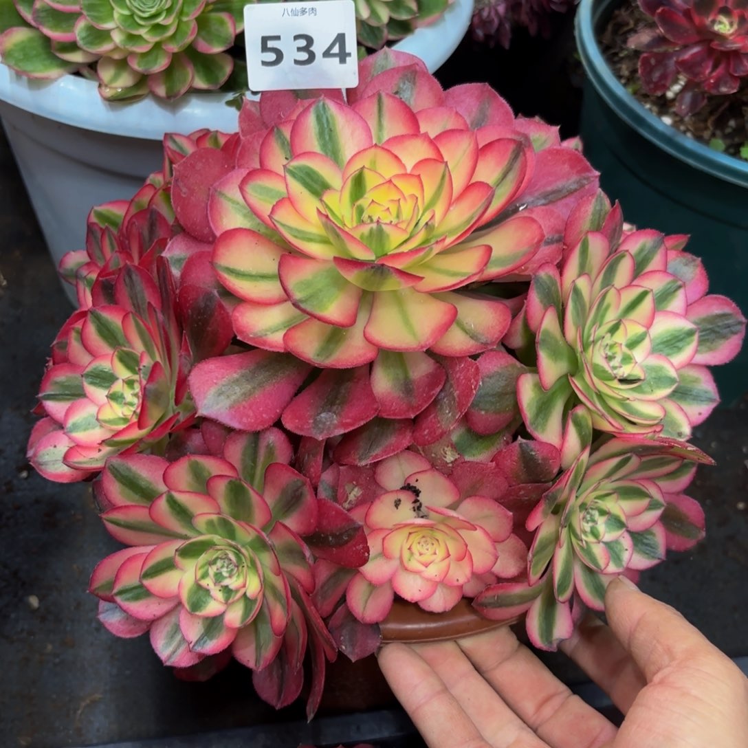 534多肉植物倾城