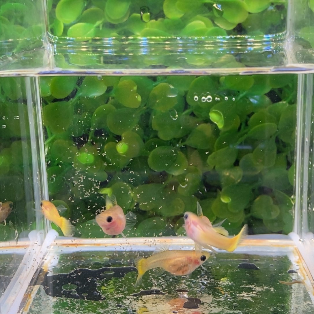 孔雀鱼黄金玻璃猫一对c一公两母