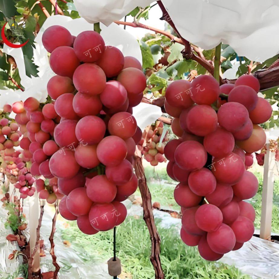【整果】精品妮娜皇后葡萄红提（250克起）