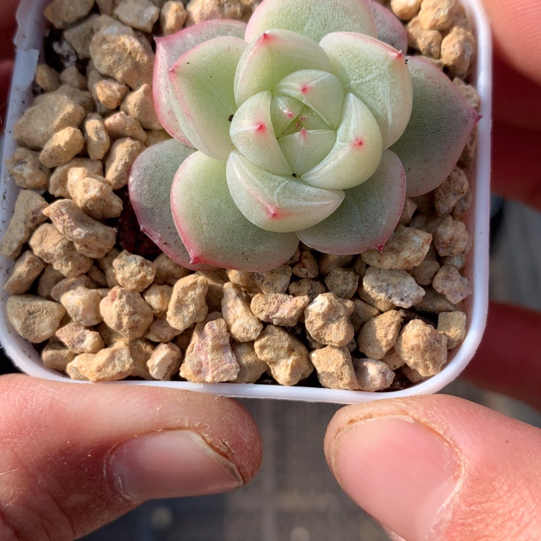 灵芝珍妮。            多肉17号