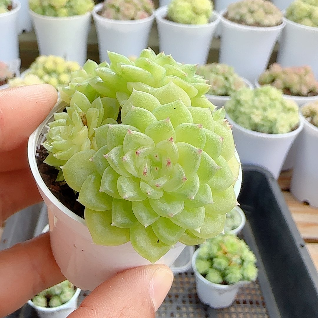 1108-29（优选麦杆）