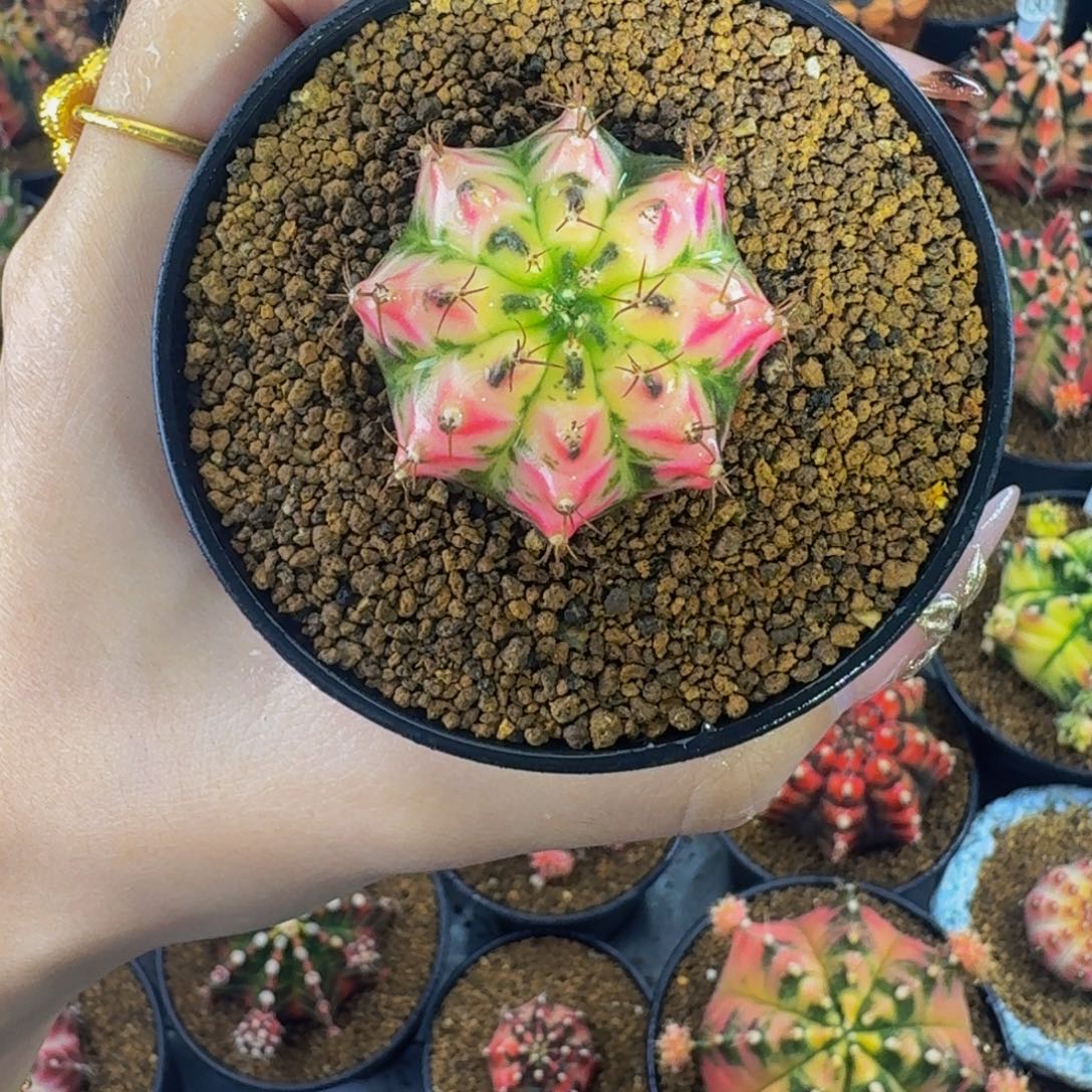 琉璃黄金甲00000000009