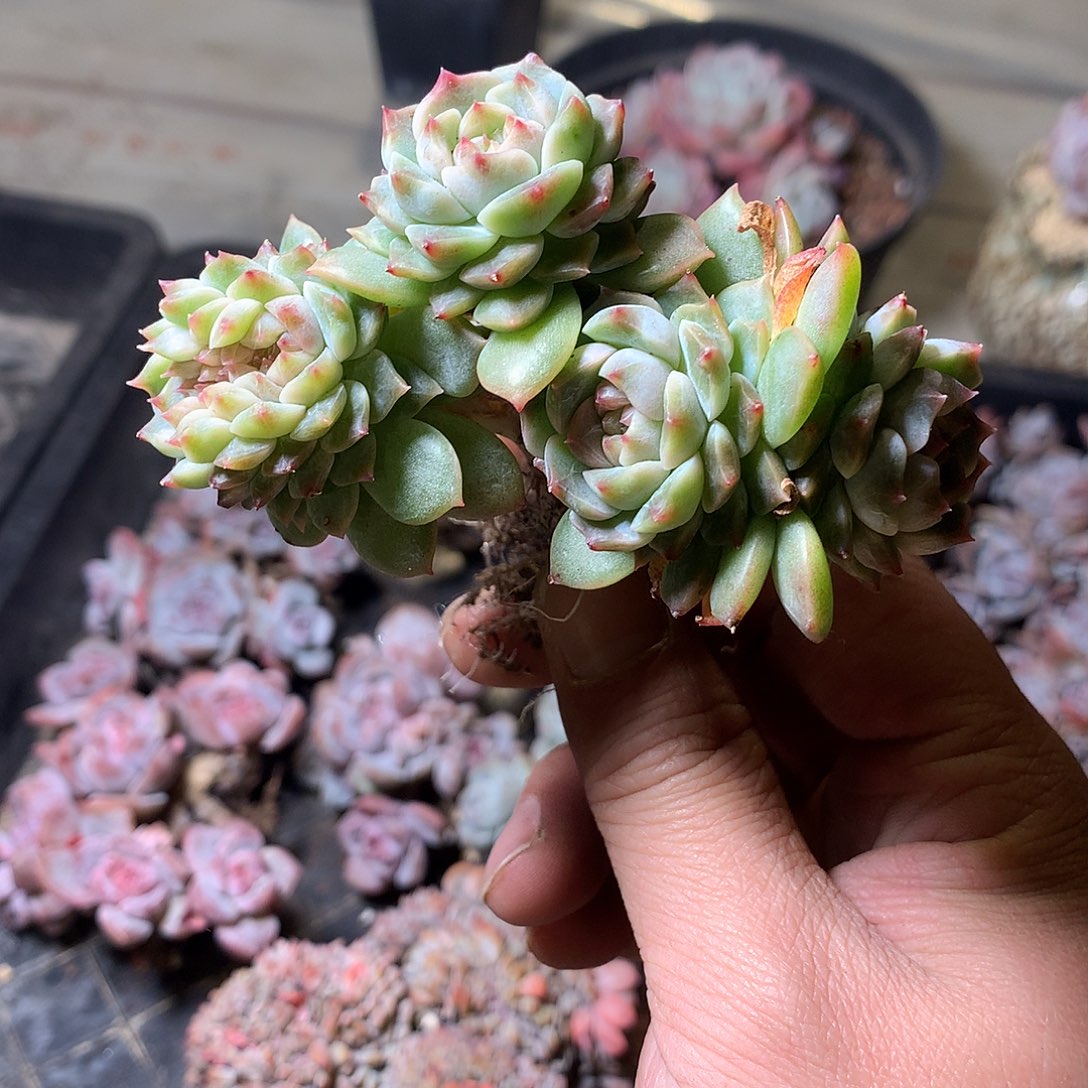 •***周周周姐姐的冰魄缀化一颗