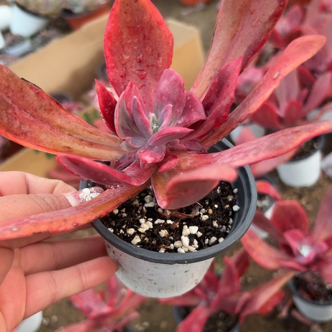 多肉植物钻石锦单头