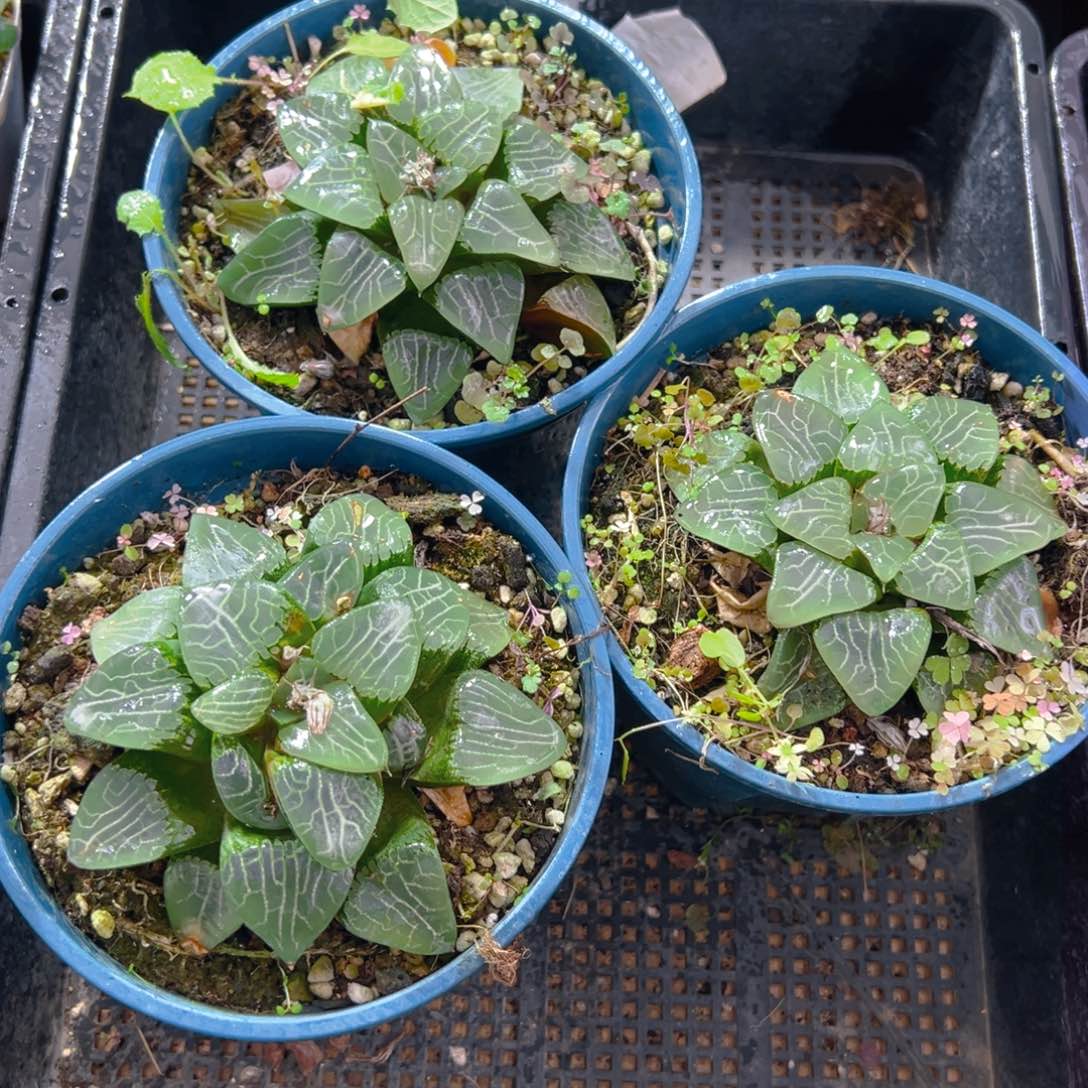 加仑盆月影母本玉露一颗